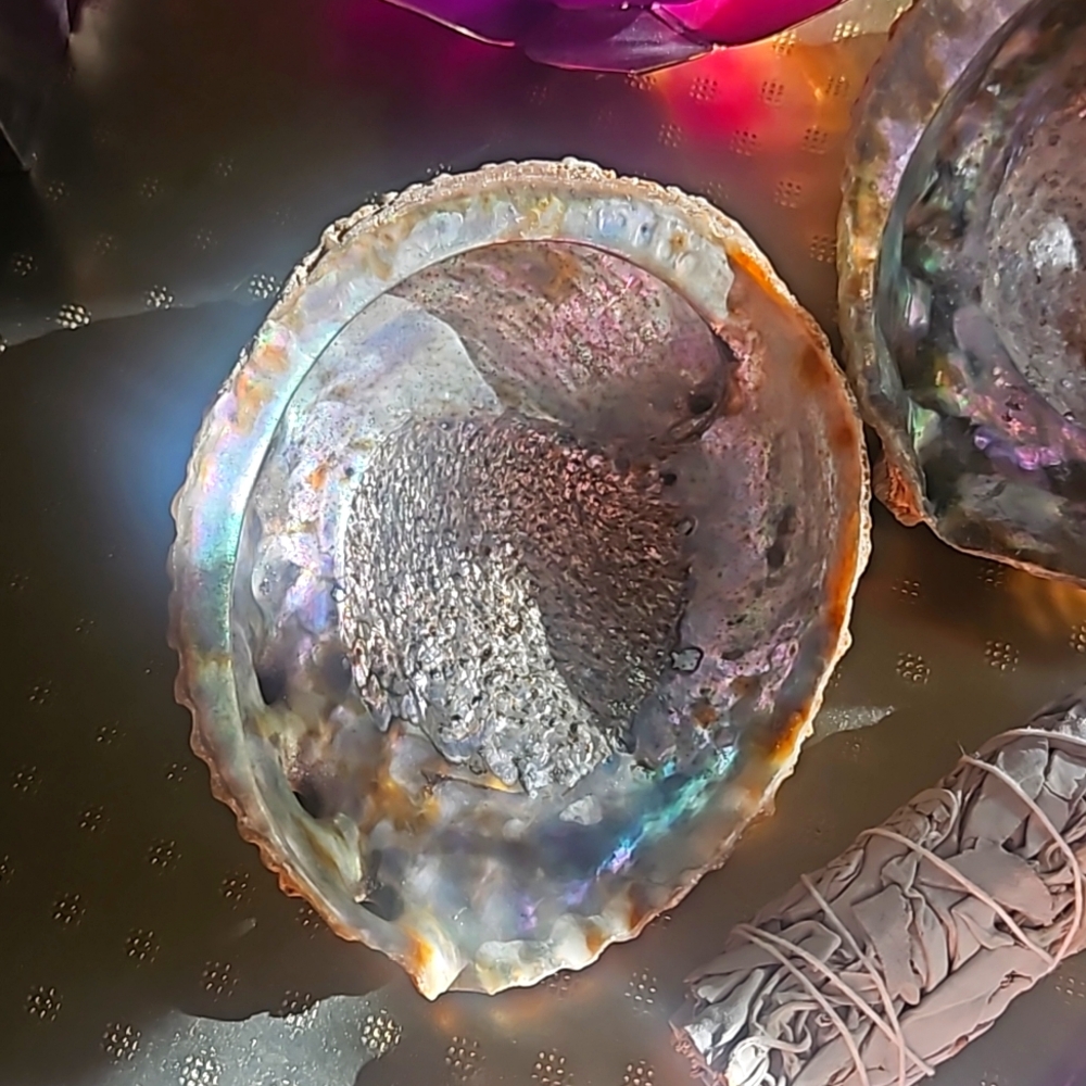 Two abalone shells - Picture 2 of 4